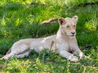 Lion & Safari Park
